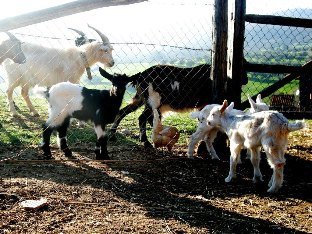Agrihouse Βίλα Bracciano  Εξωτερικό φωτογραφία