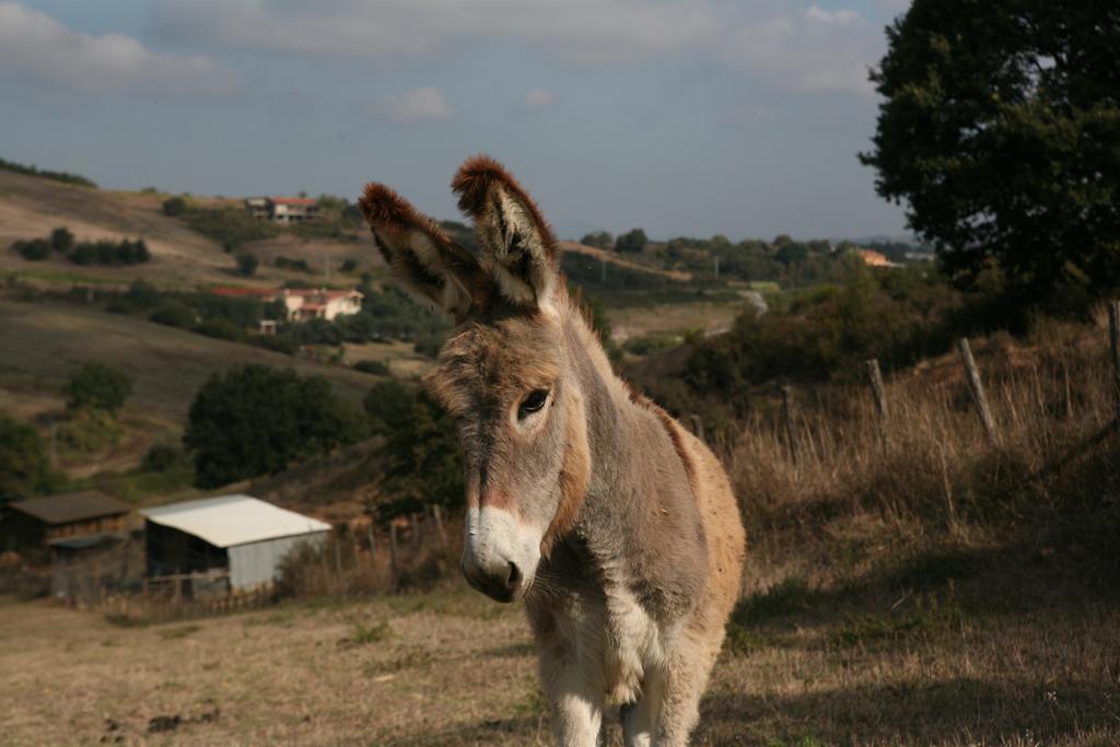 Agrihouse Βίλα Bracciano  Εξωτερικό φωτογραφία