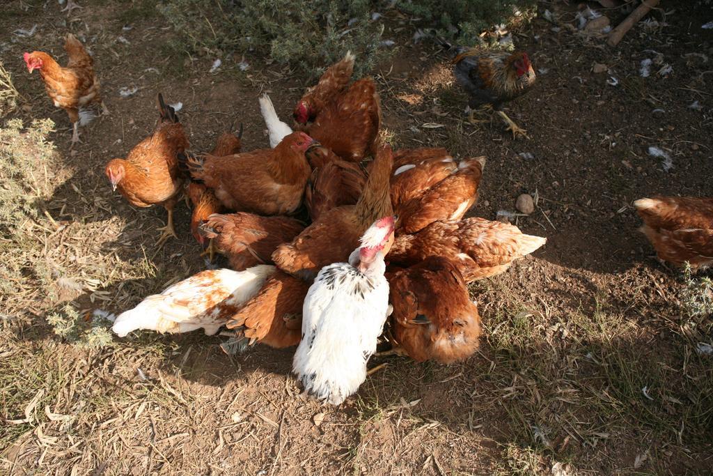Agrihouse Βίλα Bracciano  Εξωτερικό φωτογραφία